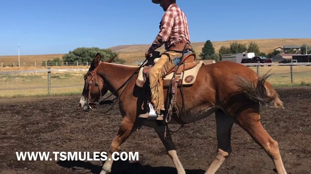 Everyday Mulemanship Challenge Week #...