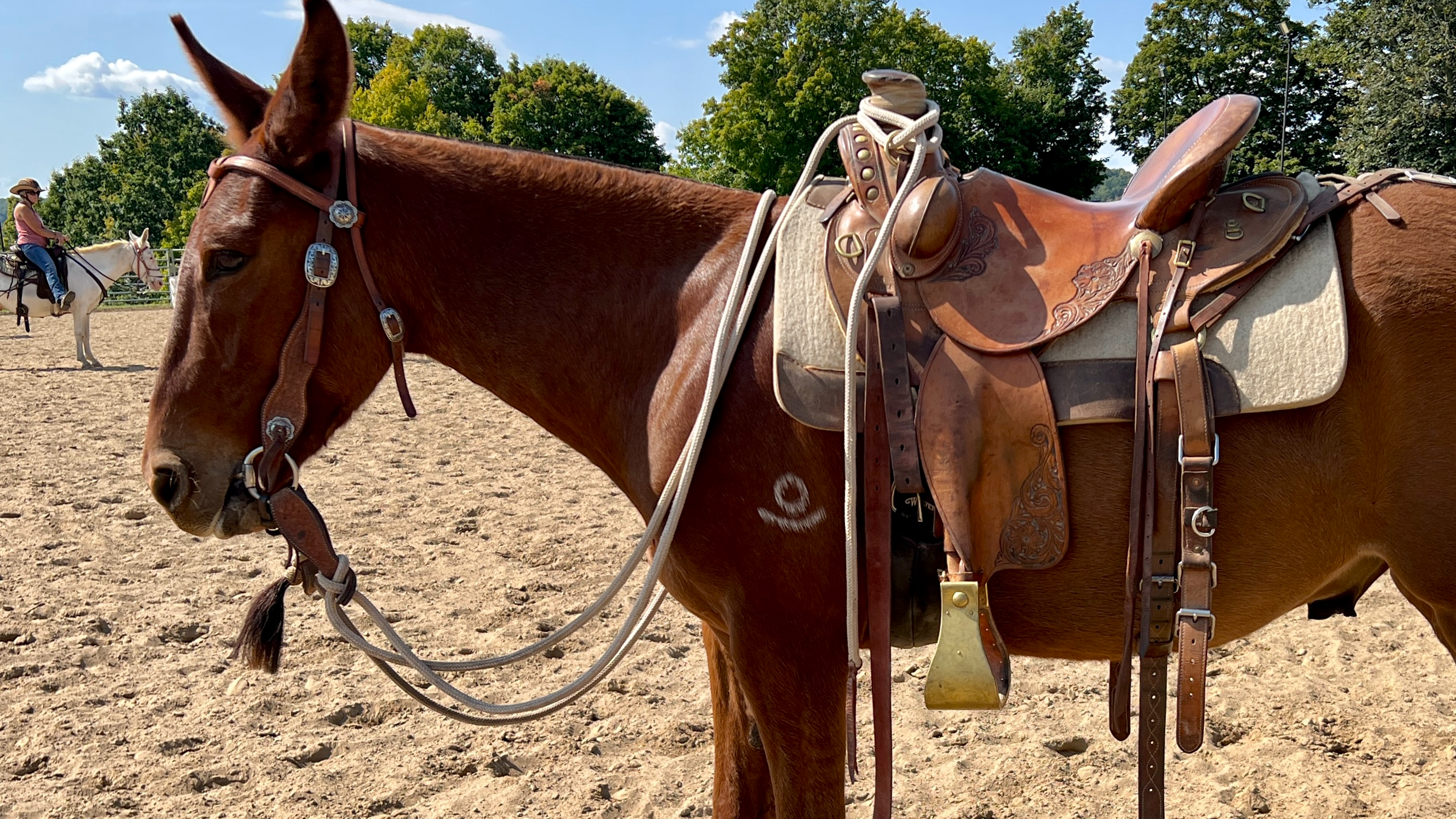 The Snaffle Bit Checklist With "Spade"