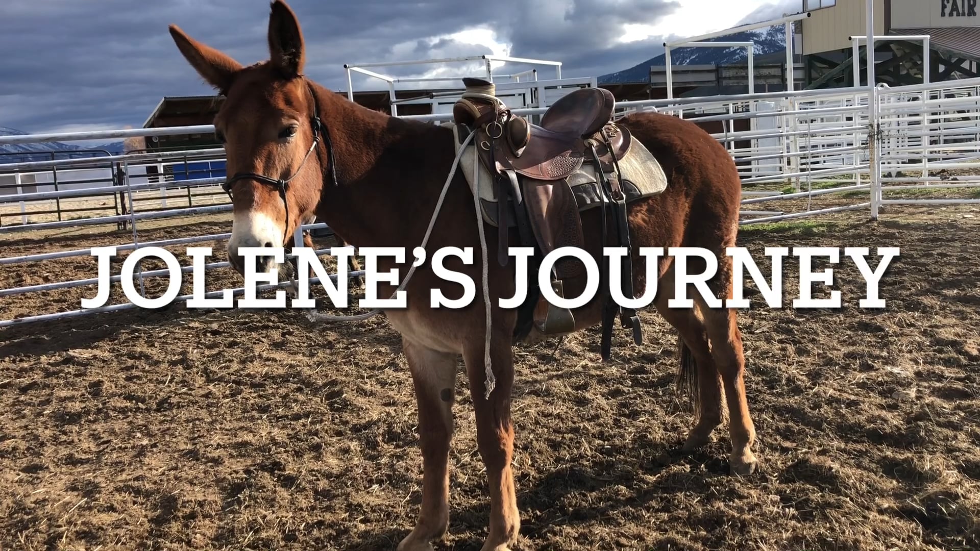 Jolene’s Journey 