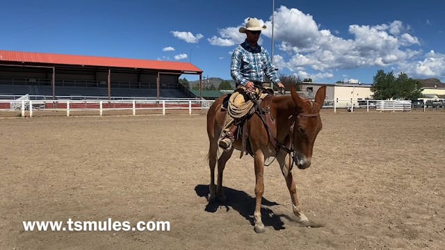 Everyday Mulemanship Challenge Week #...