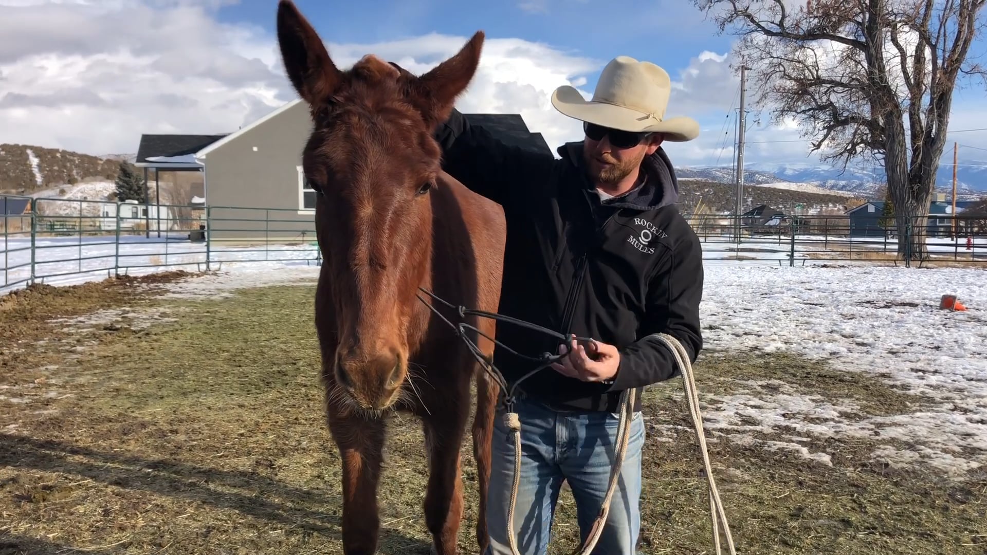 Everyday Mulemanship Challenge Week #2 “Catching with Quality”