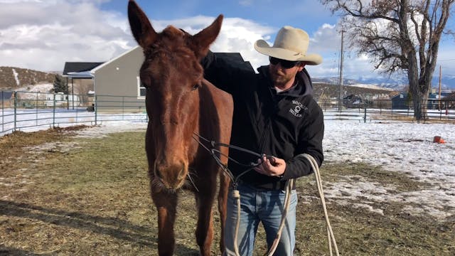Everyday Mulemanship Challenge Week #...