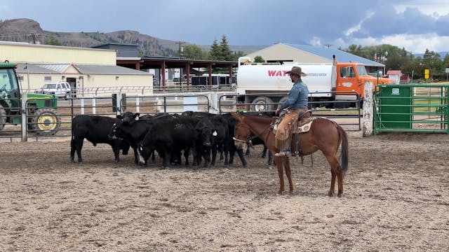 Cow Work Gunnison, CO 2024