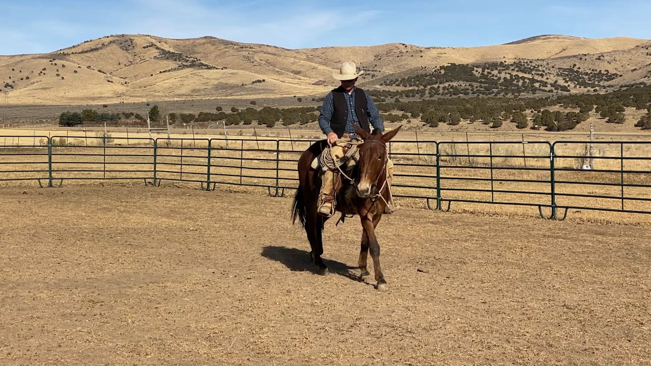 The Second Ride on the Mule “Salsa” Colt Starting Ty Evans Mulemanship