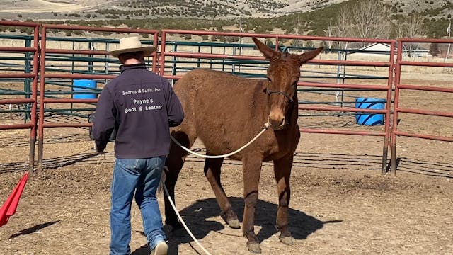 Flag Work with 2 yr old “Dally”