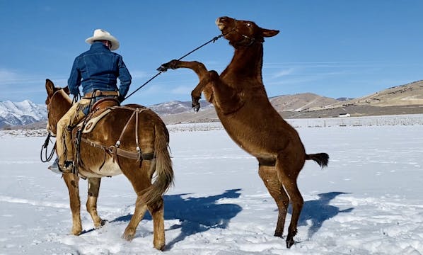 Teaching a Weanling to be Ponied 