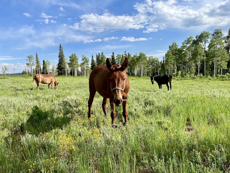 Camping With Mules With Guest Robert Eversole 