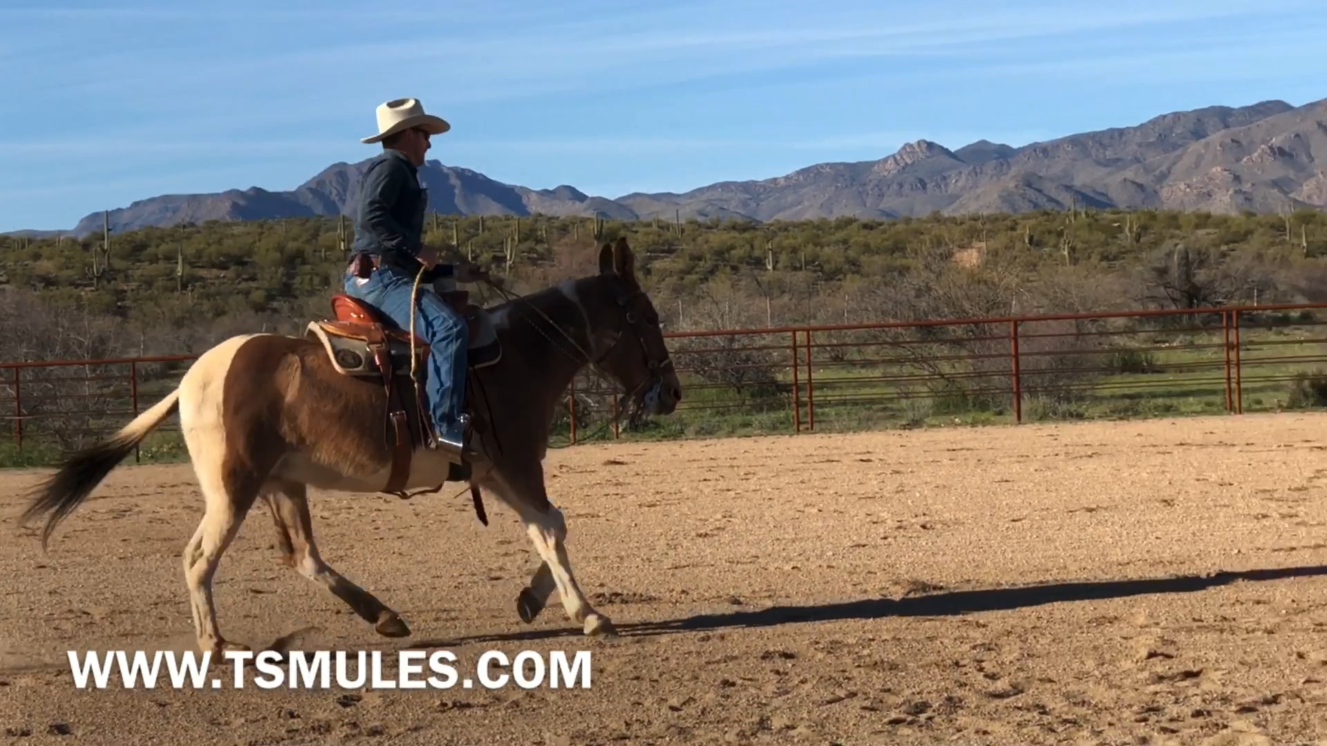 Everyday Mulemanship Challenge Week #47 “Flying Lead-Changes”