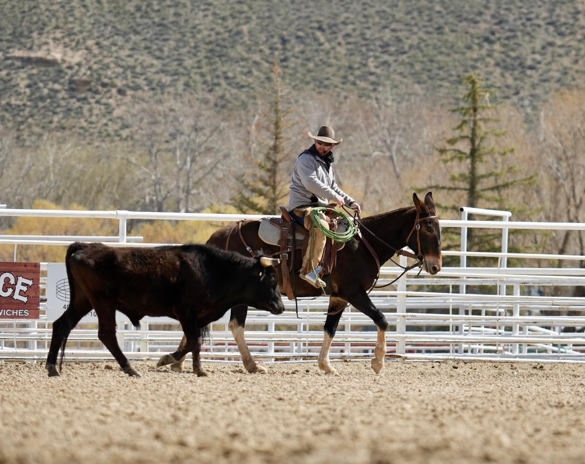 Cow Working Clips From Clinics
