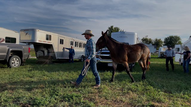 How To Lead A Mule That Just Bolted