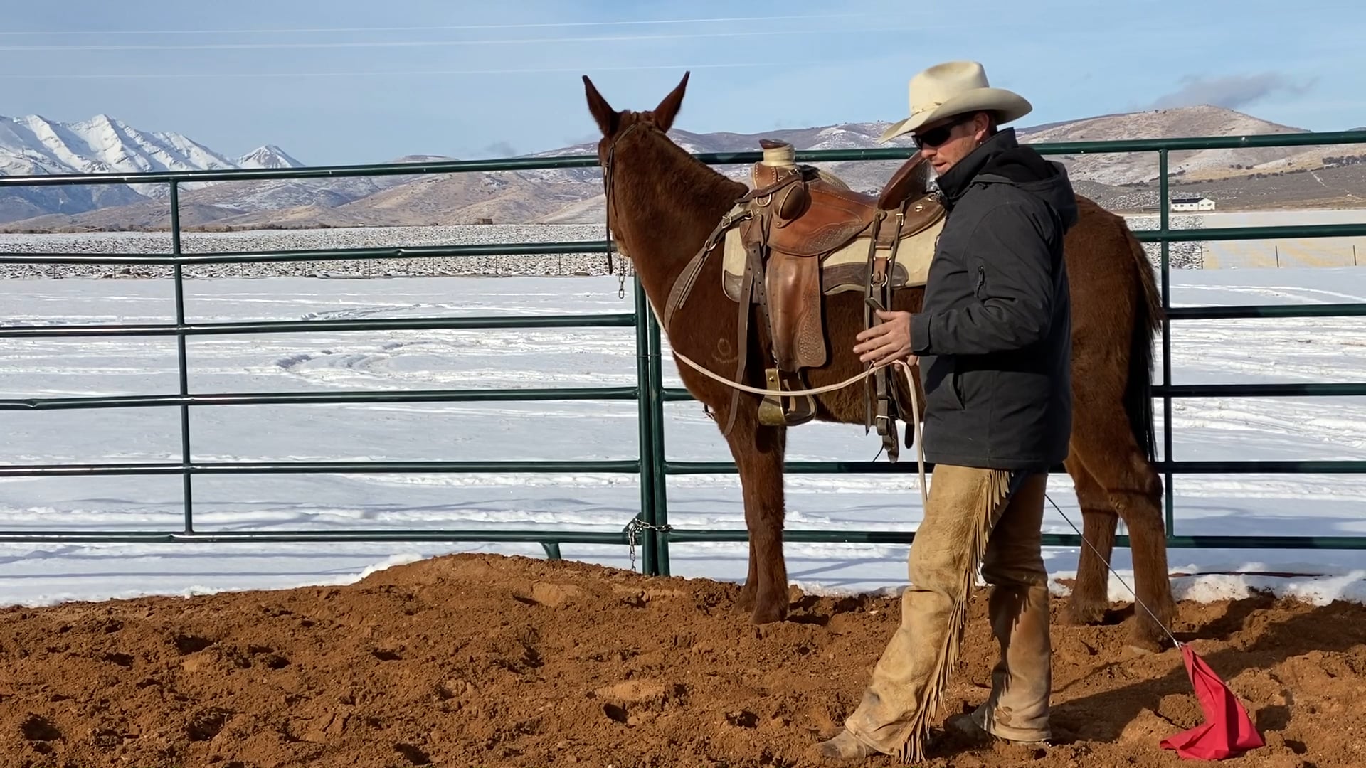 How to Teach Your Mule to Come Up to The Fence