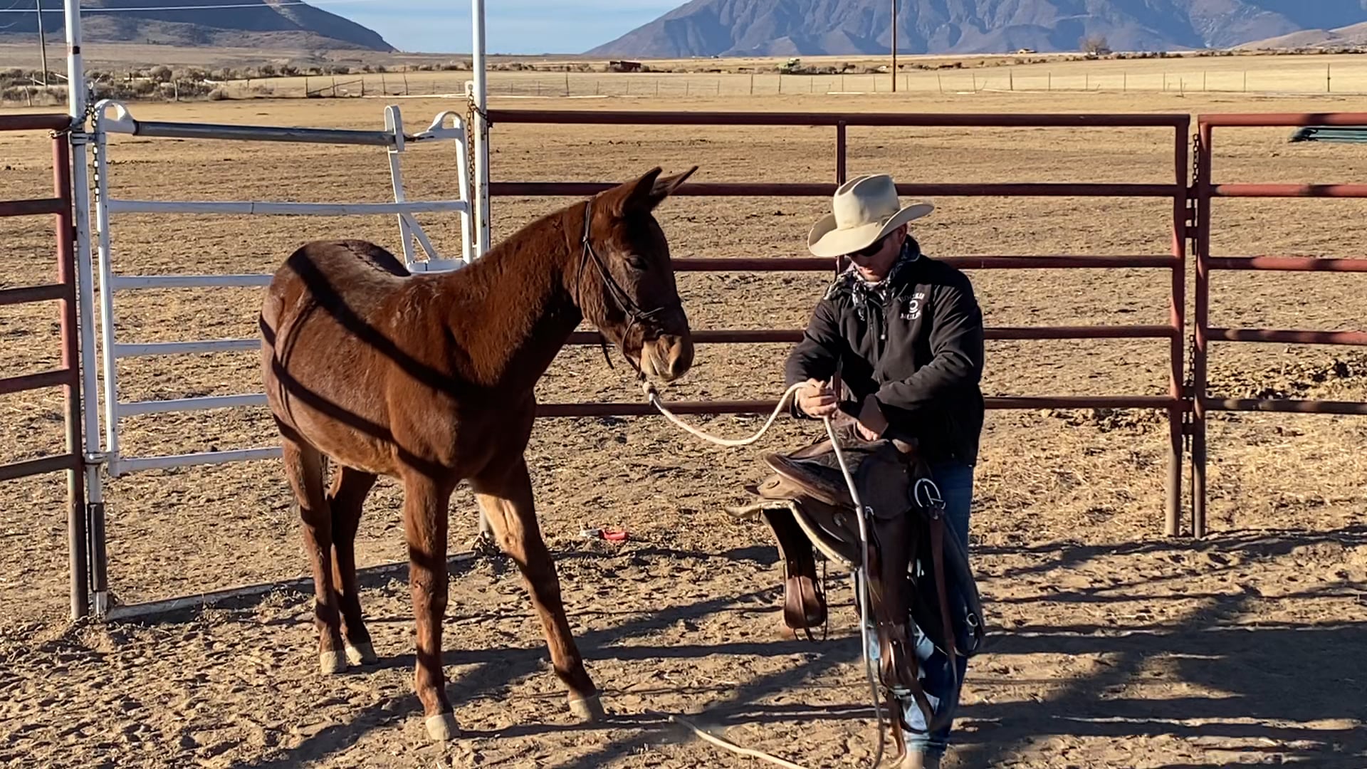 First Saddle on Yearling Mule “Roper”