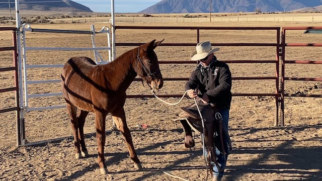 First Saddle on Yearling Mule “Roper”