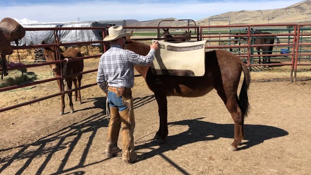 First time Saddling Mule “Hannah”