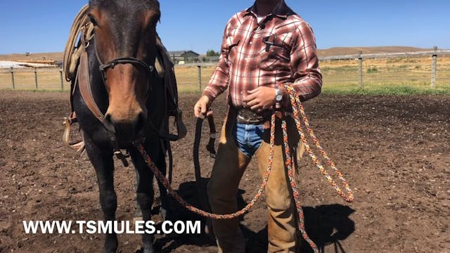 Everyday Mulemanship Challenge Week #...