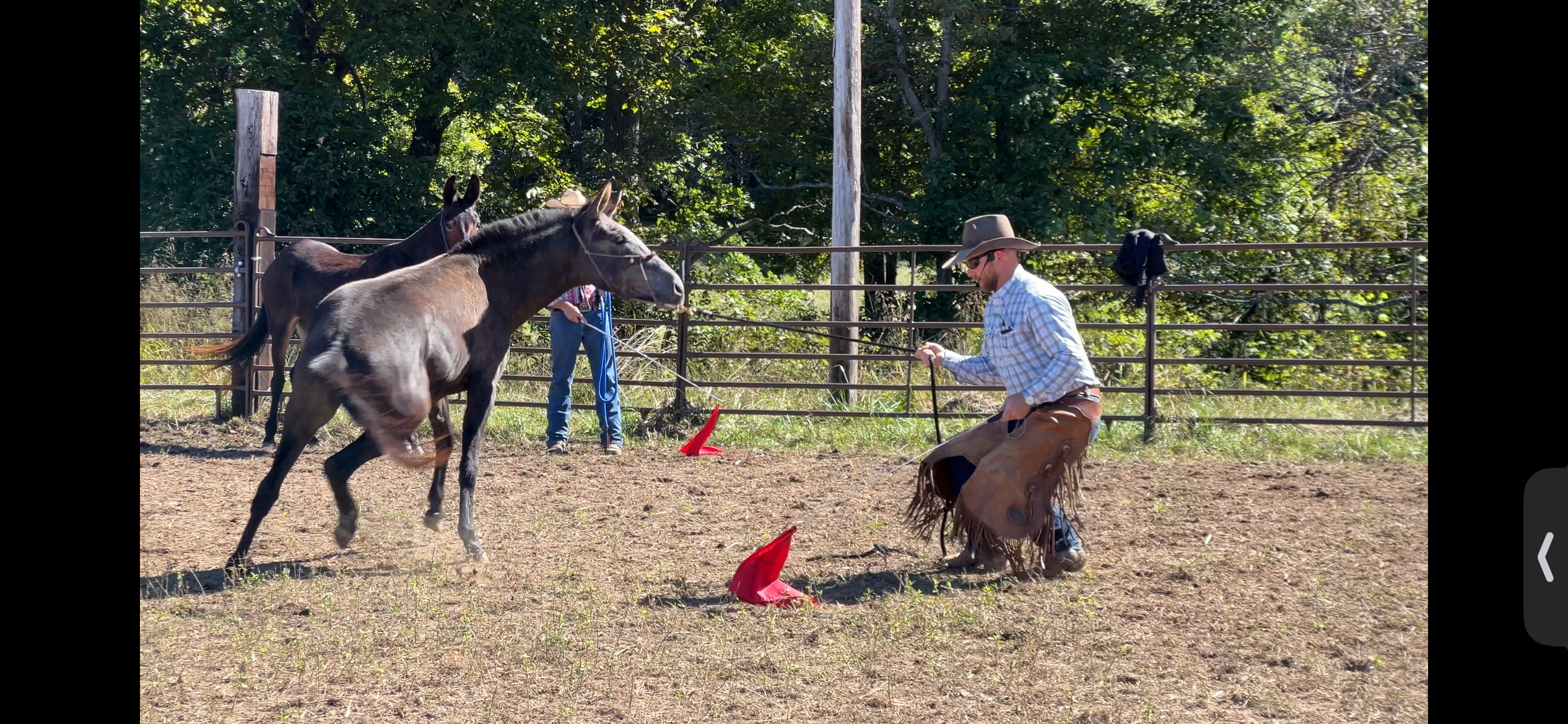 Working with a mule that hangs on the lead rope