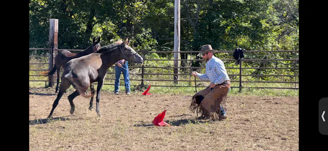 Working with a mule that hangs on the...