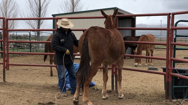 Picking up a troubled mules back leg