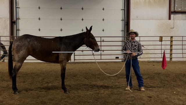 Step 4. Roll the Hinds-Roll the Front