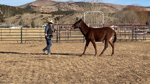 Groundwork Session with Yearling Mule...