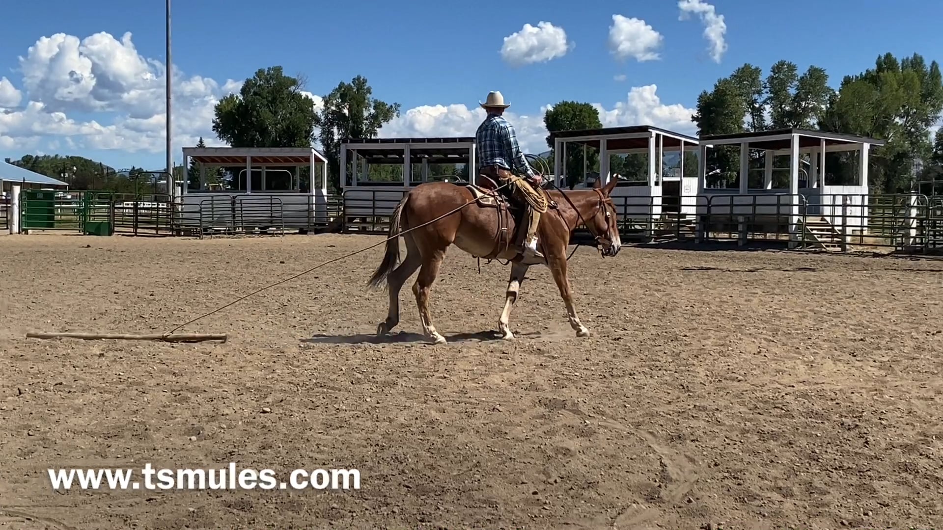 Everyday Mulemanship Challenge Week #26 “Dragging a Log”