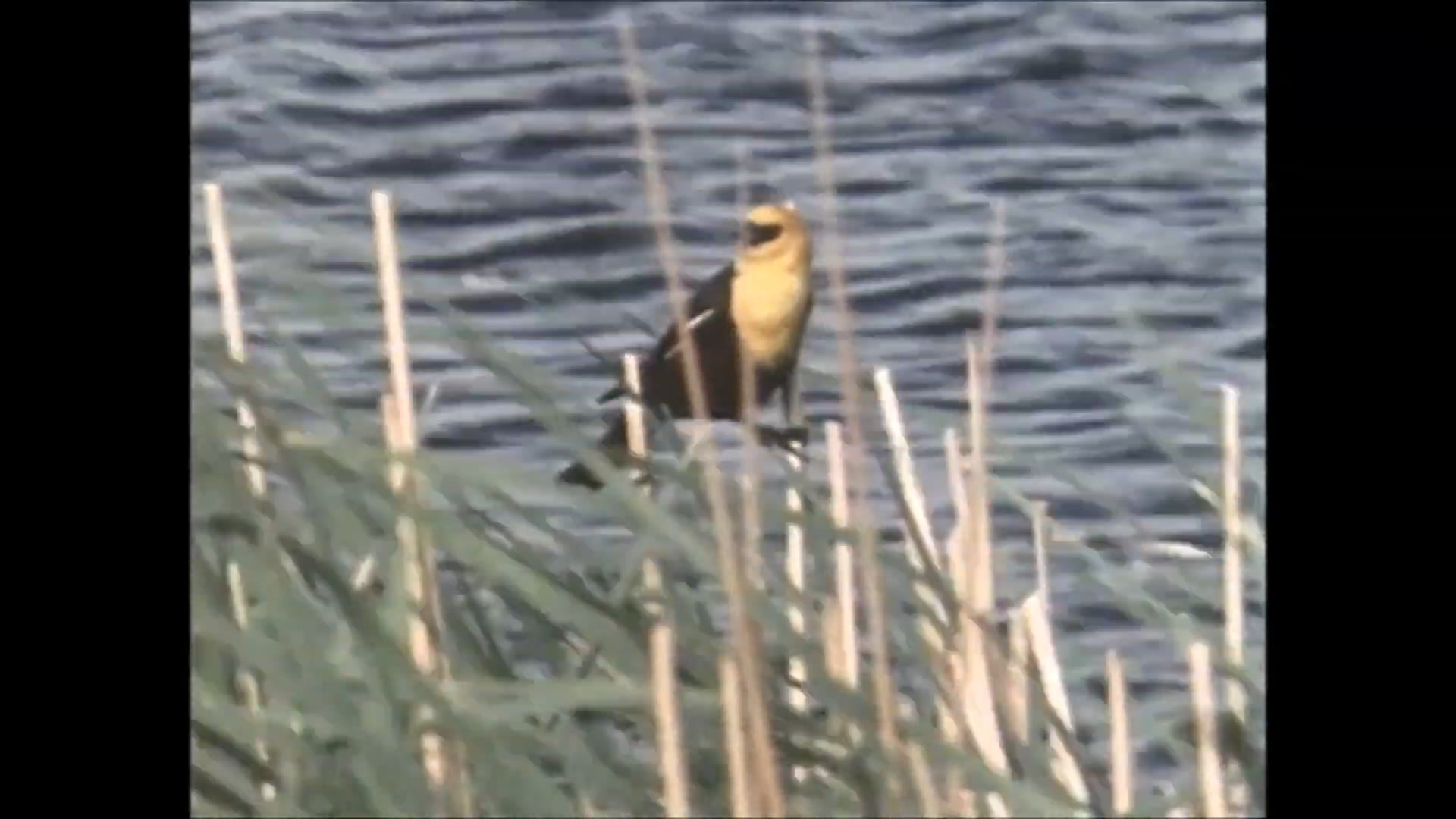 Take Pride in America Protect America's Wetlands Nature Documentary