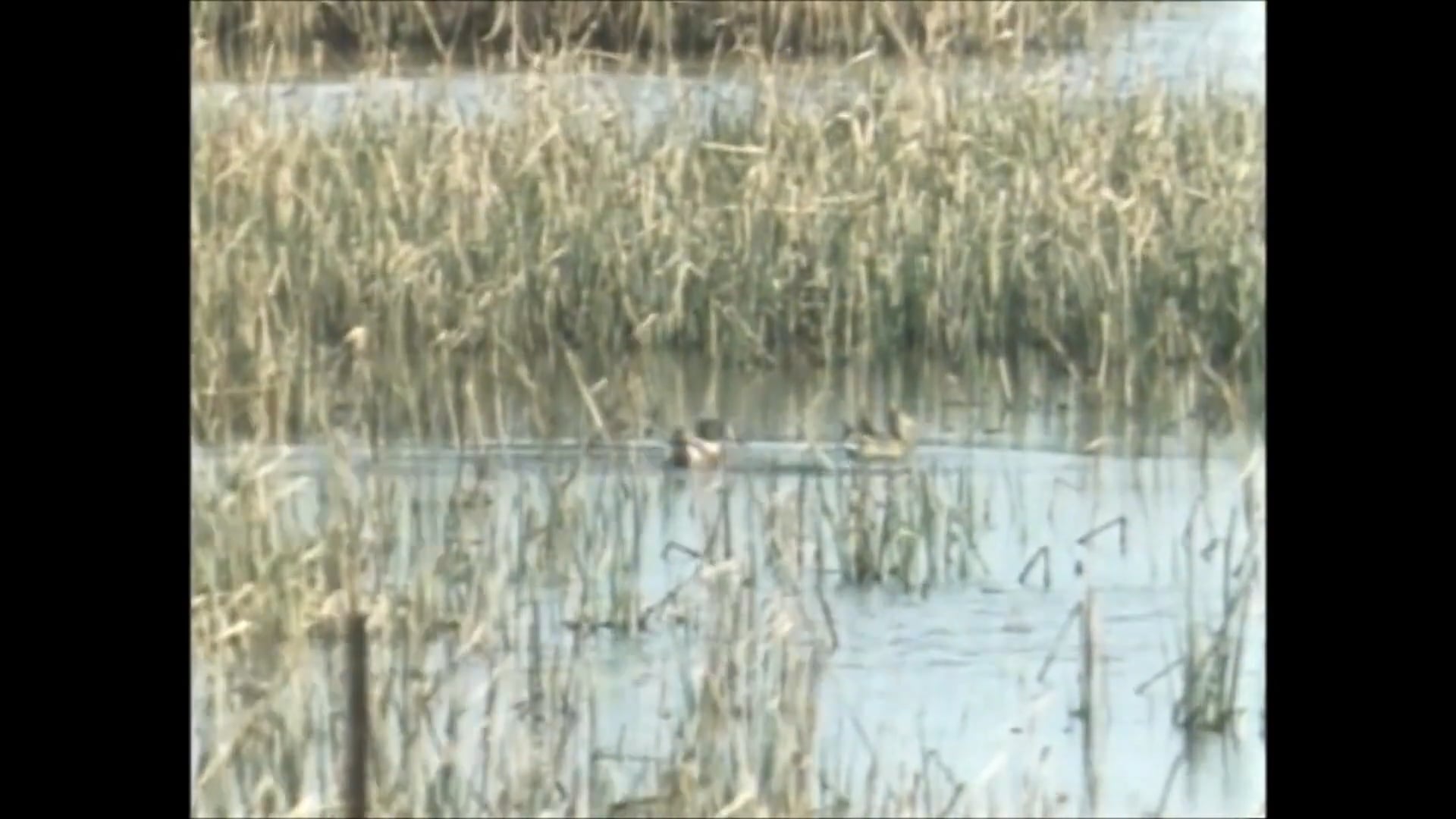 Take Pride in America  Protect America's Wetlands