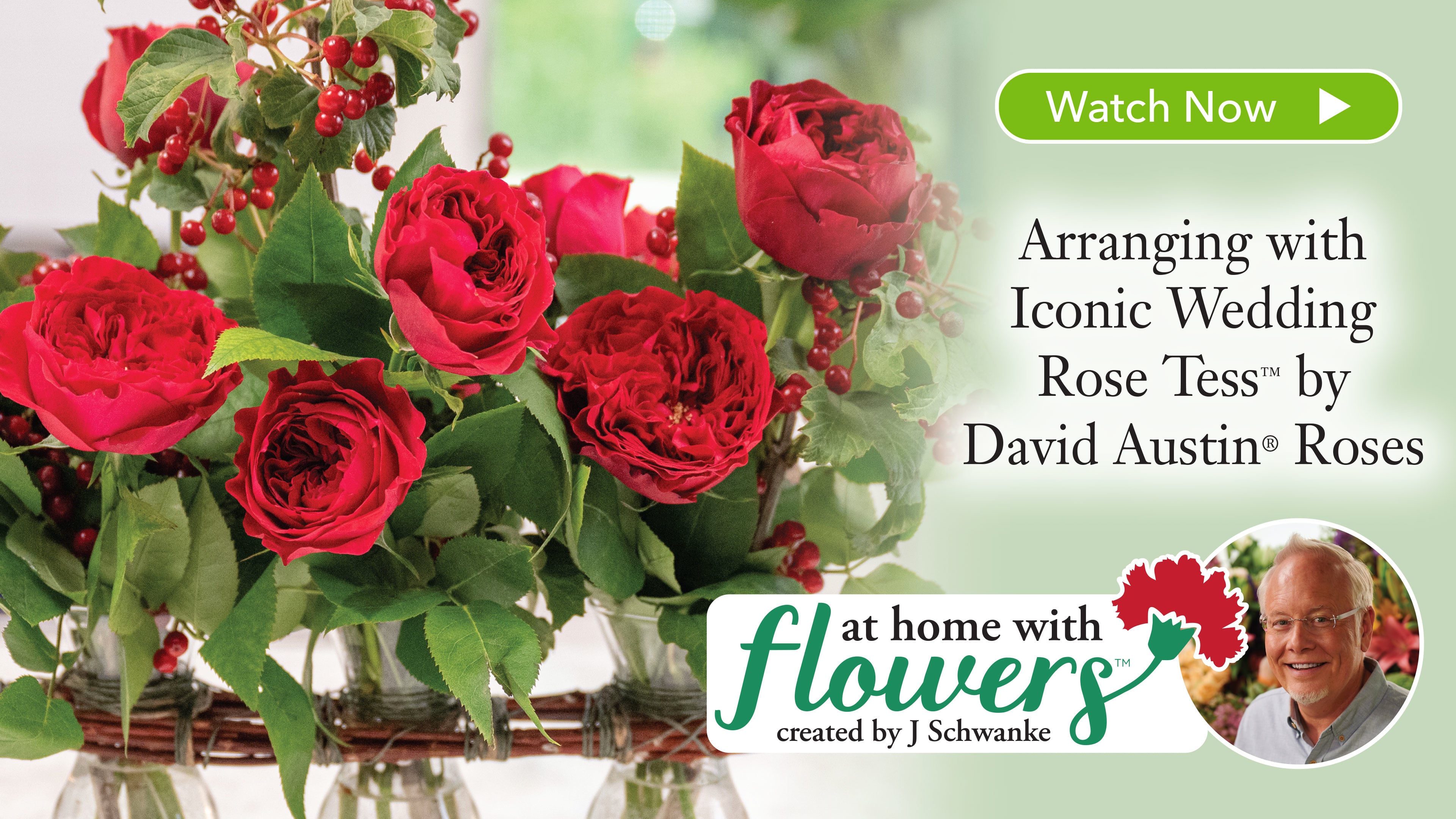 Trio of Garden Roses – for Gilligan’s Island??!!!