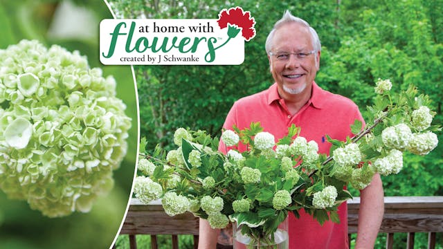 Snowball Viburnum Arrangement!