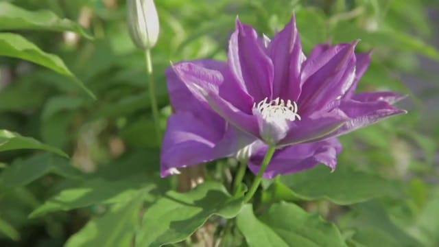 The Florida Fresh Foliage and Flower ...