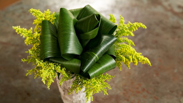 Pretty- Folded Foliage Rose