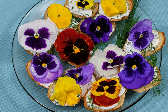 JSLB-212-Pansy-Goat-Cheese-App.pdf