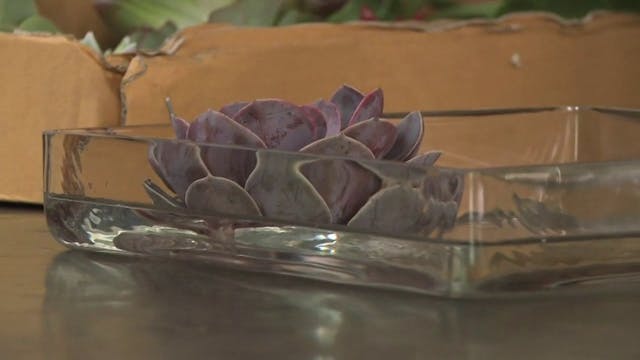 How to care for Cut Succulents! Flowe...