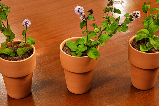 JSLB-207-Dirt-Dessert.pdf