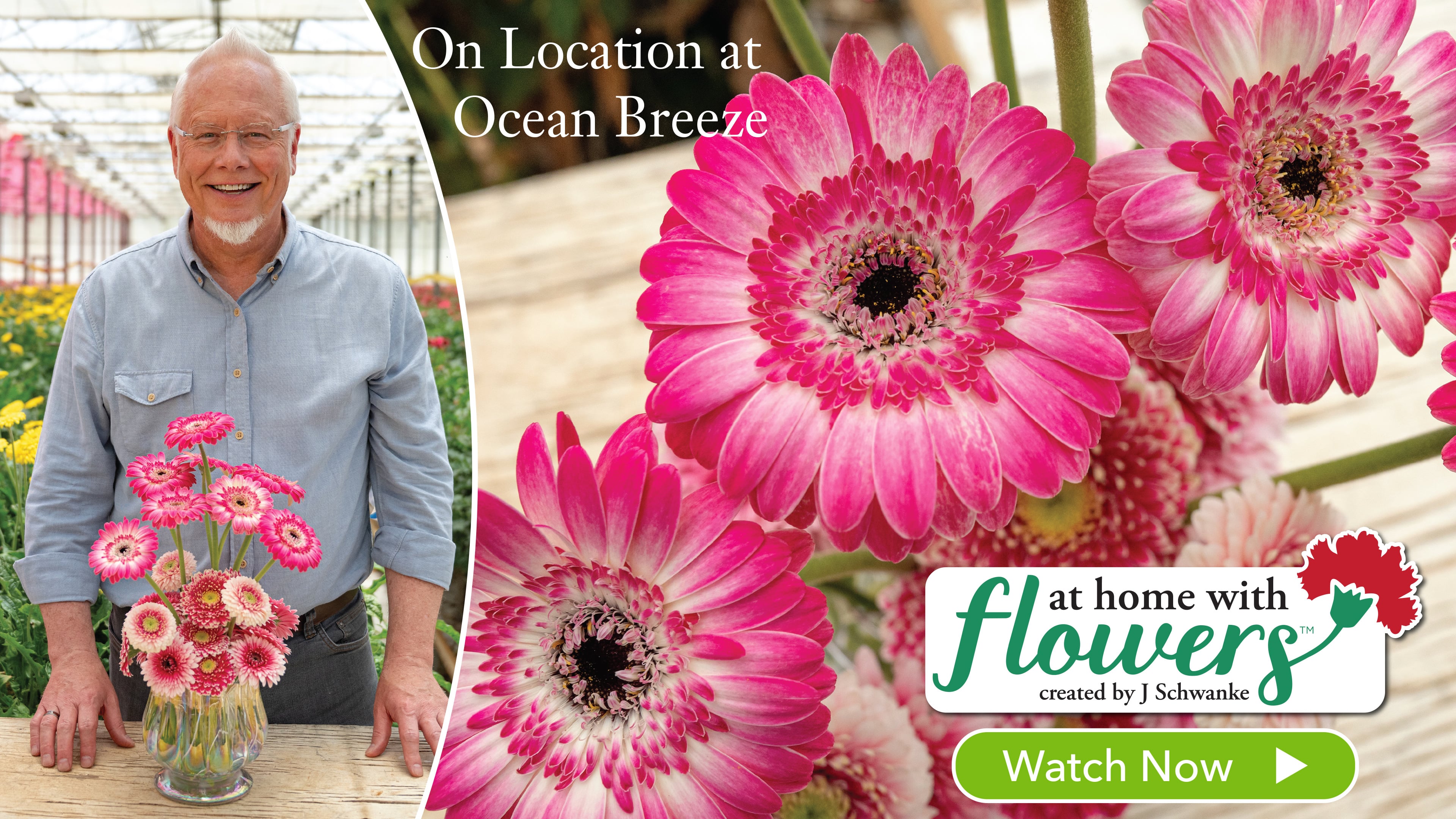 Arranging Gerbera Daisies at Ocean Breeze!