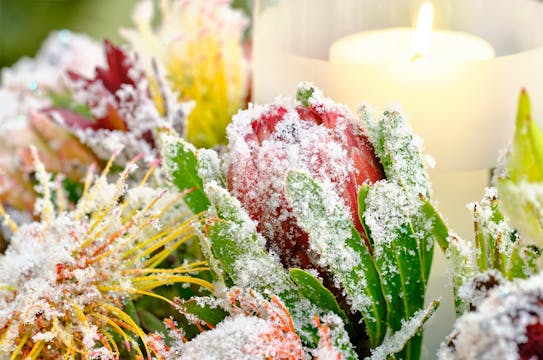 Snowy Protea Centerpiece