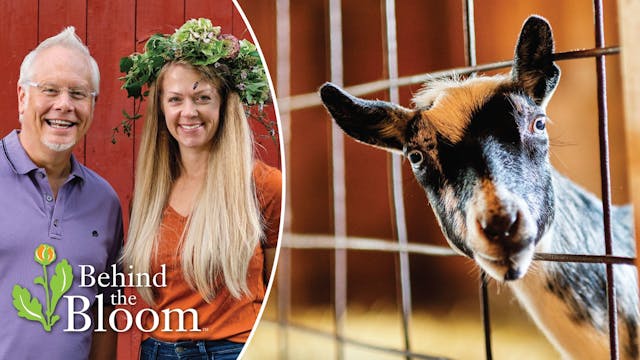 Behind the Bloom: With Goats and my F...