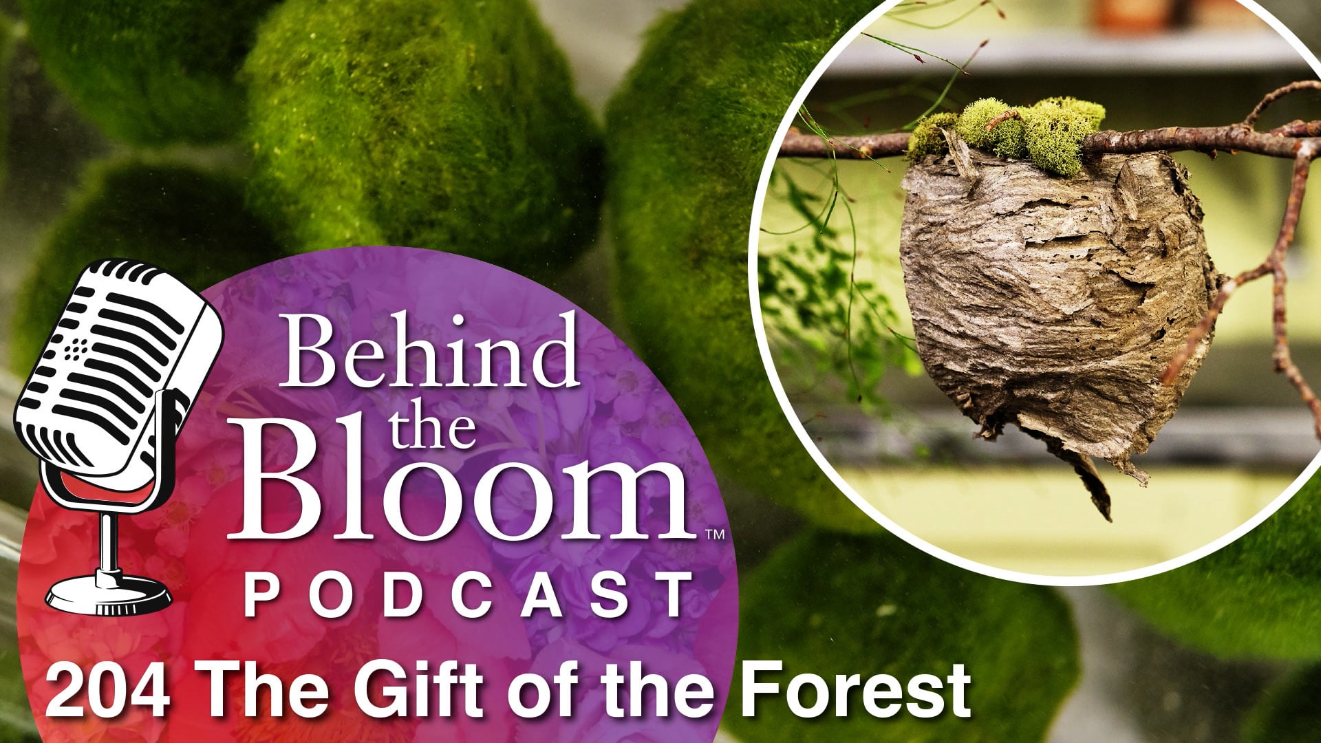 Episode 29- Companion Podcast to #204 - The Gift of the Forest