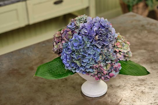 Hydrangeas in Foam- SUCCESS!