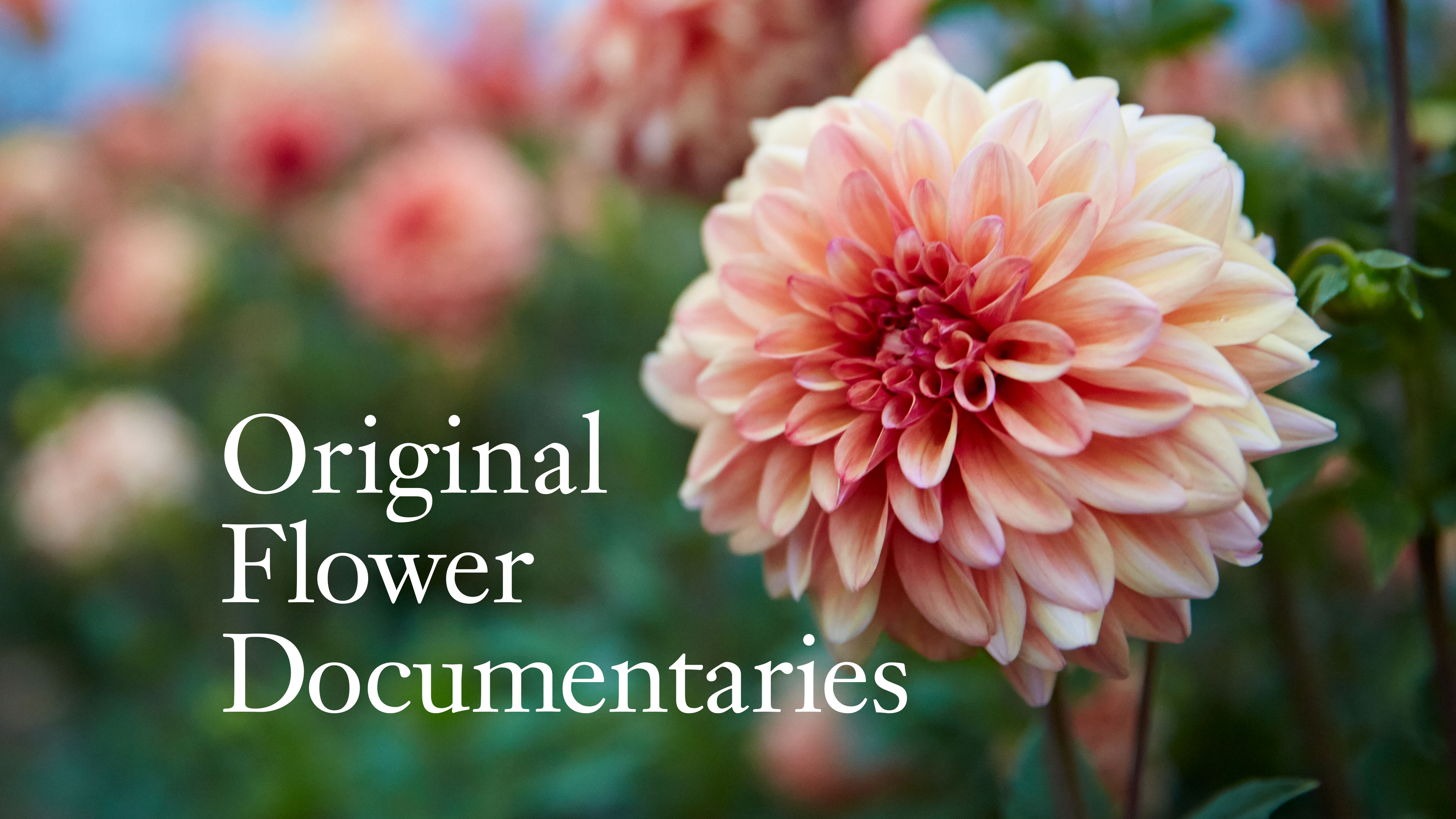 Original Flower Farm Documentaries