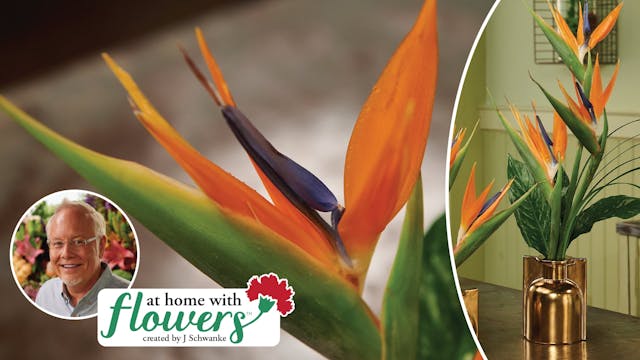 Bird of Paradise- Opening and Arranging!