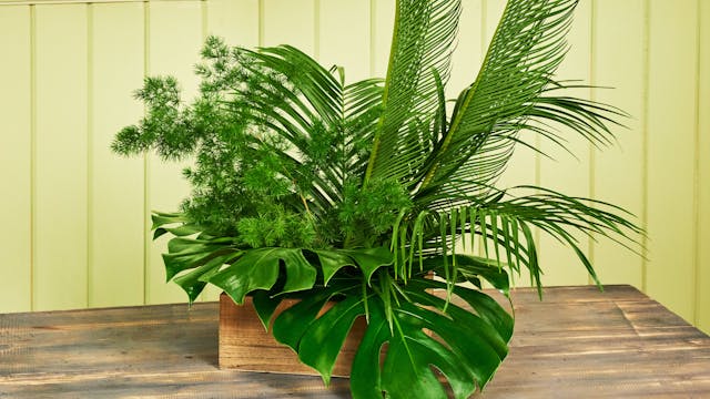 Pretty- Monstera Magic- All Foliage B...