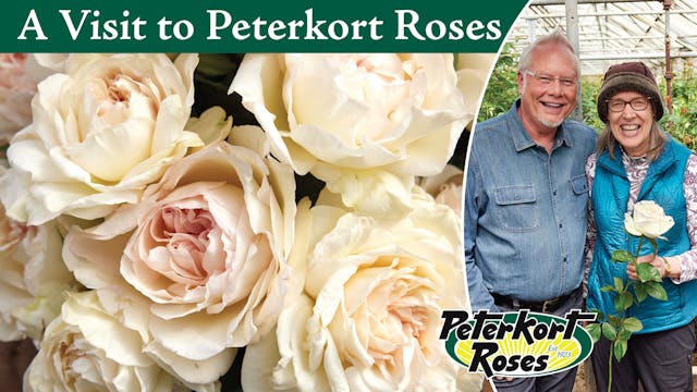 A Visit to Peterkort Roses!