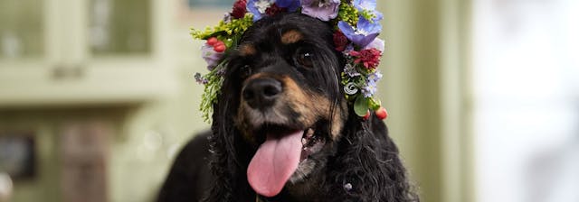 How to Make Flower Crown for Dogs!