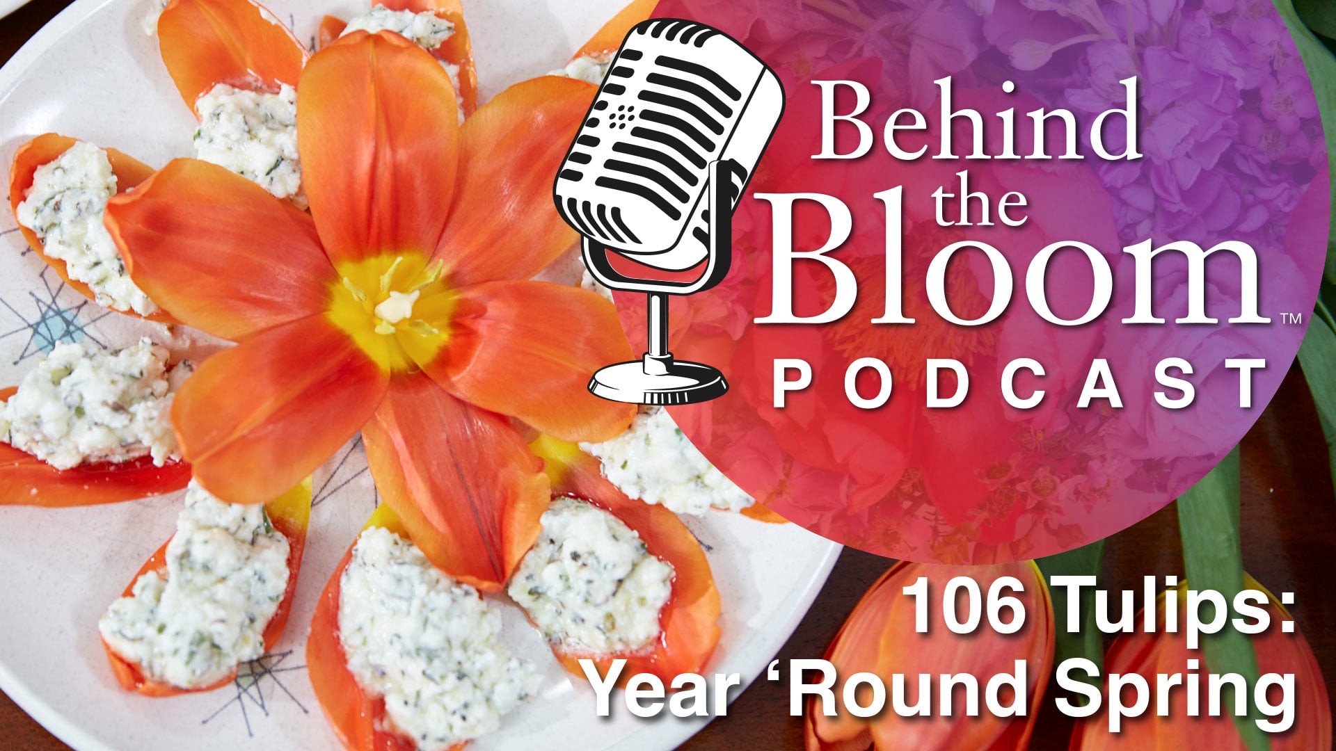 Episode 12- Companion # 106- Tulips- Year Round Spring