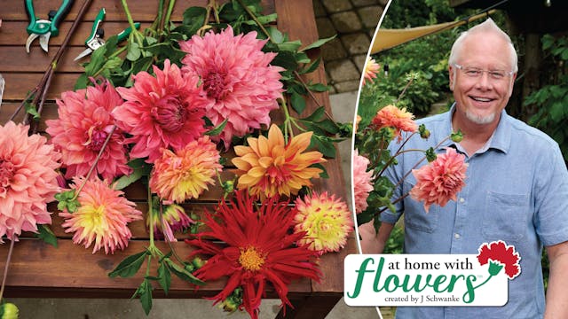 Arranging Dinner Plate Dahlias in the...