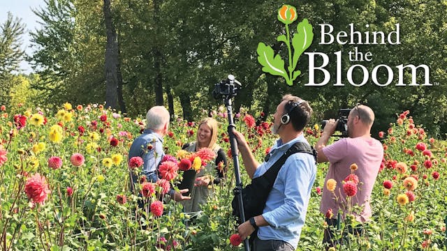 Behind the Bloom: Hope Dahlias