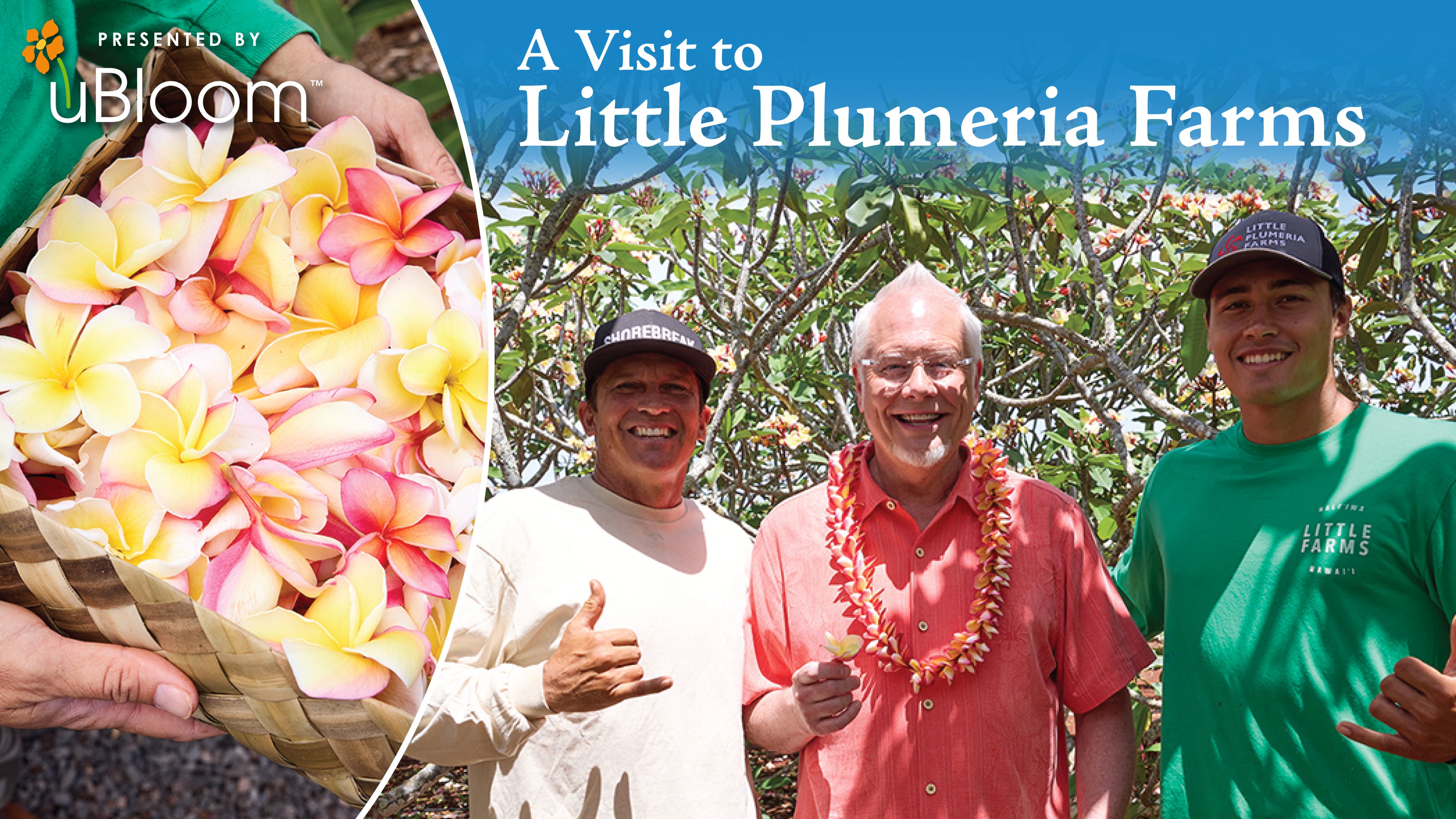 A Visit to Little Plumeria Farms