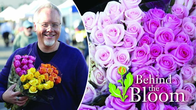 Behind the Bloom: Eufloria's Farmers ...