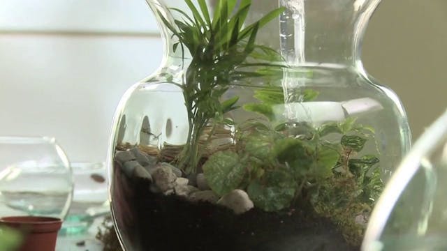 Create a Terrarium in a Lidded Contai...